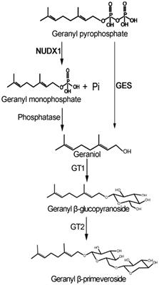 Cytosolic Nudix Hydrolase 1 Is Involved in Geranyl β-Primeveroside Production in Tea